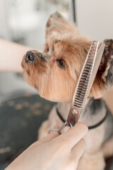 Pet hygiene is key for healthy life. Yorkshire terrier receives regular grooming to maintain cleanliness, prevent matting, and ensure a fresh, tidy appearance close up, dog muzzle trim