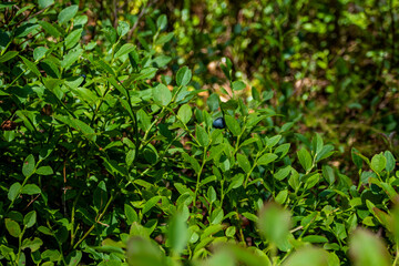 blue berry, blueberry, ordinary, wild, on a green bush, sun glare, fallen leaves, summer, spring, rest, original, walk, 