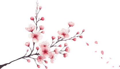 Cherry Blossom flowers. Realistic Sakura blossom branch .Pink petals of  japanese sakura .Hanami element. Watercolor blooming cherry flowers isolated on a white background. Sakura season.