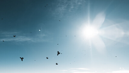 Flock of birds over the bavarian alps