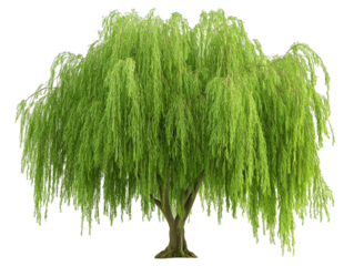 A majestic green tree with a curved trunk on a white background