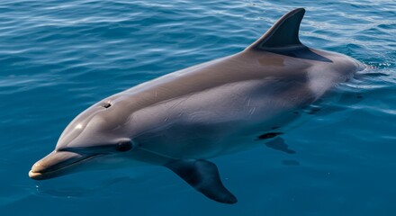 Fototapeta premium Sleek dolphin gliding effortlessly through the azure ocean water surface