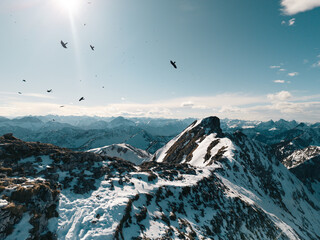 Flock of birds over the bavarian alps