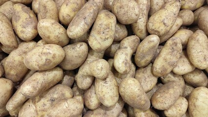 Photo of a large pile of freshly harvested potatoes with earthy brown skin and irregular shapes, showcasing their natural texture and organic appearance.