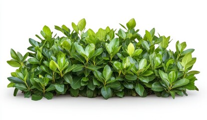 Obraz premium Lush Green Shrub Isolated on White Background