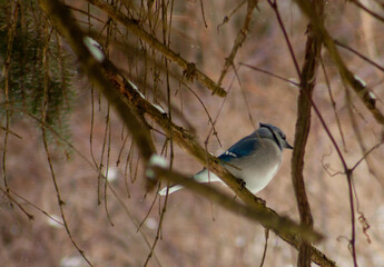 blue tit on branch