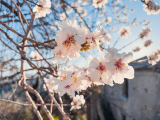 Branch with white flowers