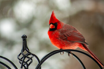 Cardinal