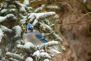 blue tit on a branch
