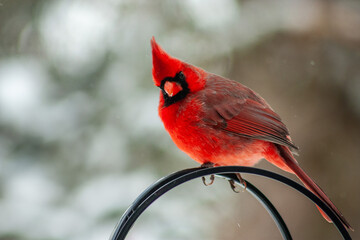 cardinal in the snow