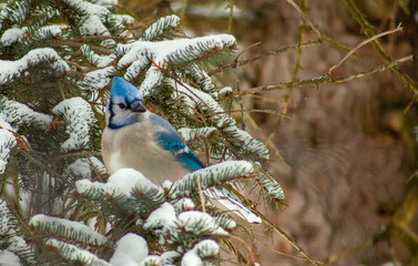 Blue Jay in snow