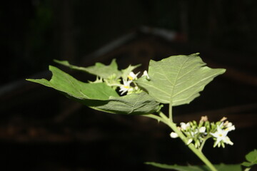 green leaf on a black background