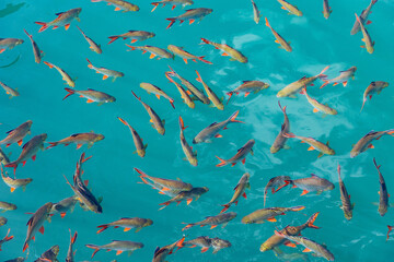 Vibrant fish in khao sok national park waters