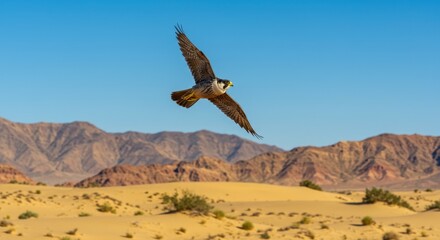 Fototapeta premium Peregrine Falcon in Desert Flight - A peregrine falcon soars gracefully over a vast, sun-drenched desert landscape under a clear blue sky