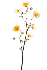 Isolated California Poppy Branch with Buds