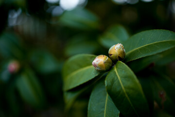Close up of unopened buds camellia on green leaves in natural setting
