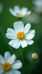 Obraz premium Delicate gypsophila blooms, tiny white petals, close-up view , close-up, subtle