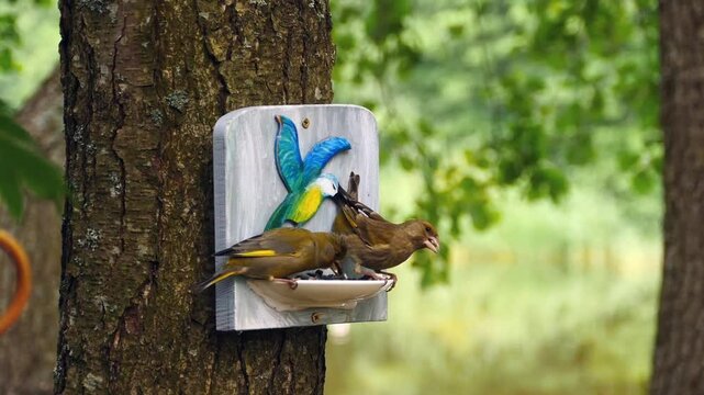 A voracious male and female greenfinch birds are clicking seeds at a feeder