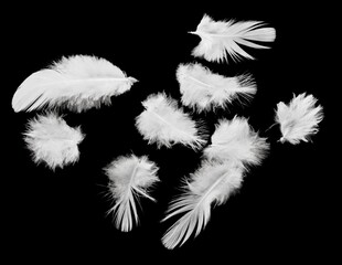 Obraz premium Abstract White soft Bird Feathersin The Air.