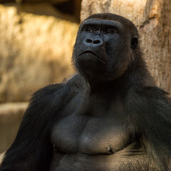 Naklejka premium Gorilla