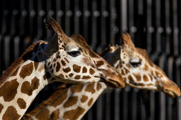 Giraffen in München