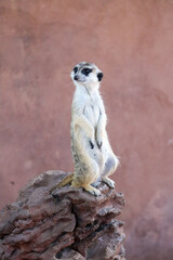 meerkat on guard