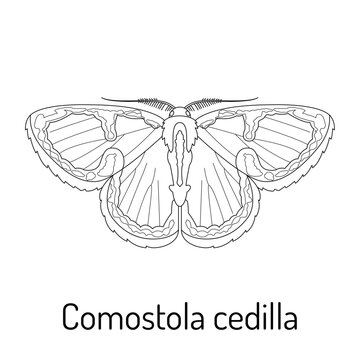 Black and white vector illustration of Comostola cedilla moth. Detailed line art drawing, perfect for coloring books, nature-themed designs, and educational materials.