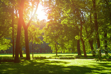 Summer landscape with colorful summer city park and deciduous green trees in sunny weather