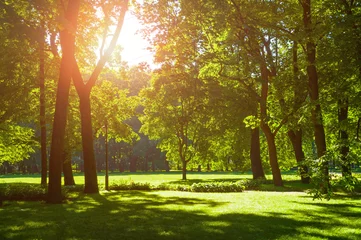  Summer landscape with colorful summer city park and deciduous green trees in sunny weather © syntheticmessiah
