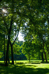 Fototapeta premium Summer park landscape, spreading summer trees in the park in summer sunny day