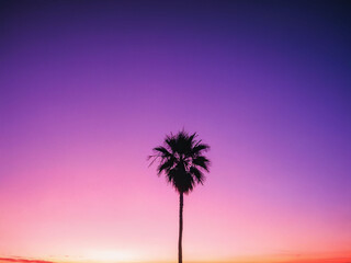 Vibrant sunset sky with a lone palm tree silhouette in a tranquil setting