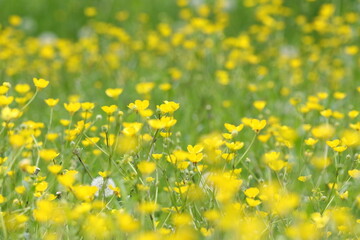 yellow flowers