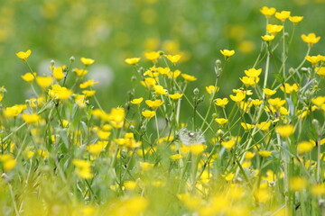 yellow flowers
