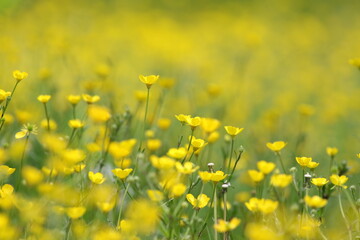 Obraz premium yellow flowers