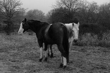 Pair of horses on ranch in moody black and white.