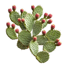A vibrant prickly pear cactus (Opuntia) with lush green pads and bright red fruit, isolated on a transparent background.