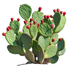 A vibrant prickly pear cactus (Opuntia) with lush green pads and bright red fruit, isolated on a transparent background.