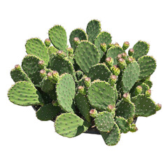 A vibrant prickly pear cactus (Opuntia) with lush green pads and bright red fruit, isolated on a transparent background.