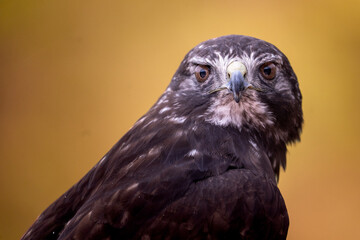 Close-up of a Red-shouldered Hawk.  
