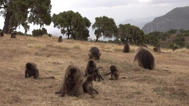Young monkeys play with each other while parents look for food on high altitude mountain plateau in Simien national park in Ethiopia, nature and wildlife in Africa

