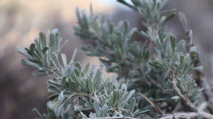 Desert Sagebrush