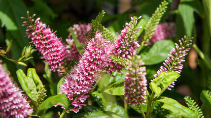 Veronica salicifolia, synonym Hebe salicifolia, the koromiko or willow-leaf hebe, is a flowering plant in the family Plantaginaceae, flower in the garden and landshaft design