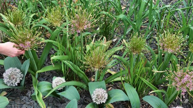 Allium schubertii and Allium karataviense with cereals in allarium.roundhead flowering onions family Alliaceae. 4k footage