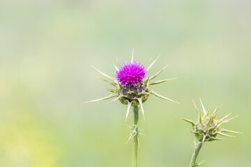 Silybum marianum or milk thistle, blessed milkthistle, Marian thistle, Mary thistle, Saint Marys thistle, Mediterranean milk thistle, Scotch thistle, medicine and pharmaceutical use