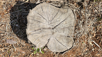 Cut stump of a brush tree (Callistemon) reveals intricate patterns