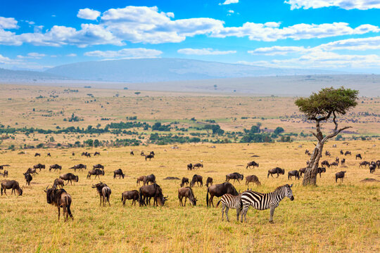 African landscape. Zebra and wildebeests grazing in a grass of african savannah. Masai Mara national Reserve, Kenya.