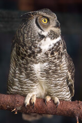 A Great Gray Owl (Strix nebulosa) perched on a branch.  