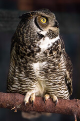 A Great Gray Owl (Strix nebulosa) perched on a branch.  