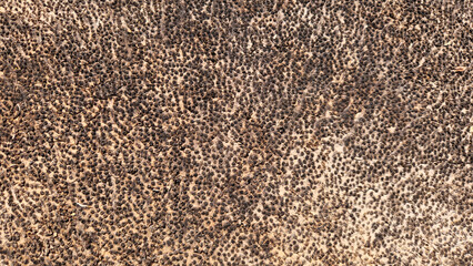 The texture of the cut trunk at the base of a date palm (Phoenix dactylifera) is uniquely patterned.