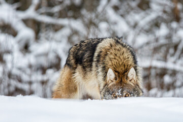 Obraz premium Timber wolf hiding behind a snowdrift in snowy winter forest. Wild life landscape. European wolf Canis Lupus in natural habitat.